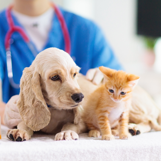 Essential Care Tips for Happy & Healthy Pets