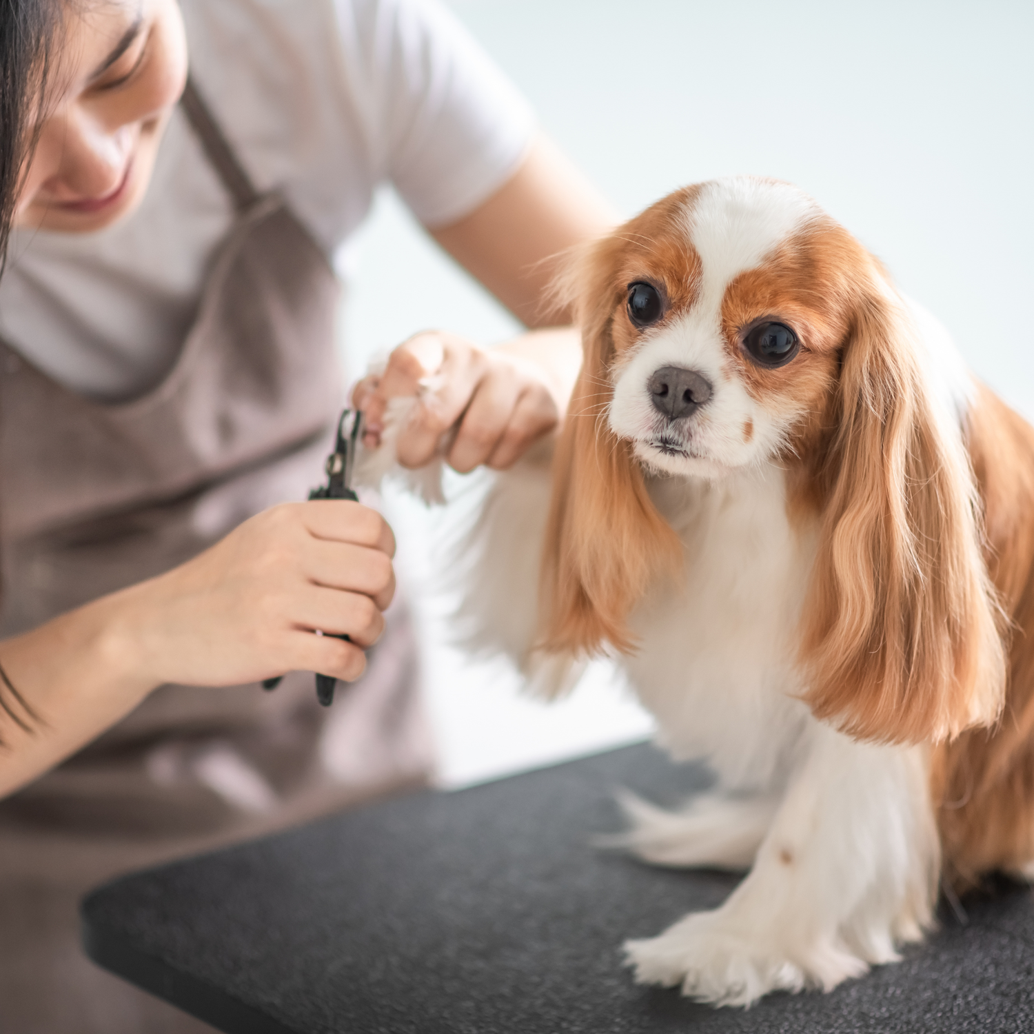 Premium Dog Products